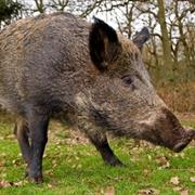 Tuscan Wild Boar