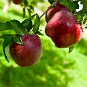 Eat Straight From a Tree