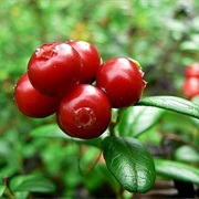 Pick Wild Lingonberries in the Forest