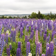 Lupin / Lupine (Lupinus)