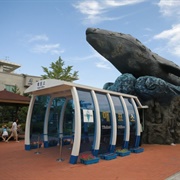 Jangsaengpo Whale Museum, Ulsan