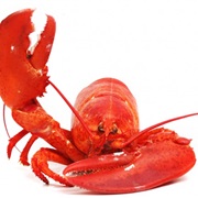 Eat Lobster