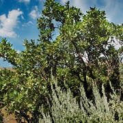 Gambel Oak (Quercus Gambelii)