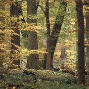 Primeval Beech Forests of the Carpathians