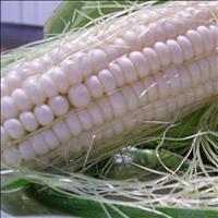 Silver Queen Corn on the Cob