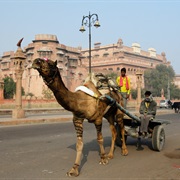 Bikaner, India