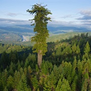 Tallest Tree - &quot;Hyperion&quot; (Coast Redwood), California, USA