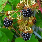 European Blackberry (Rubus Vestitus)