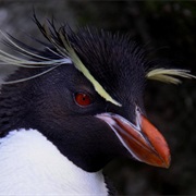 Eastern Rockhopper Penguin