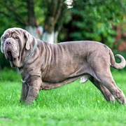 Neapolitan Mastiff