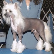 Chinese Crested