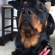 Rottweiler