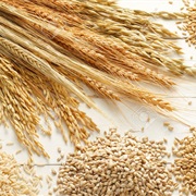 How Do Different Kinds of Corn Look Like?