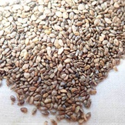 Golden Chia (Salvia Columbariae)