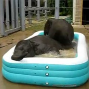 Elephants in a Pool