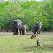Mole National Park, Ghana