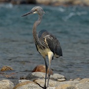 White-Bellied Heron