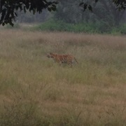 See a Wild Tiger in India