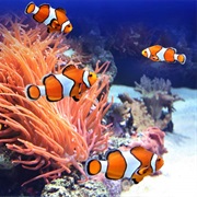 Clown Fish
