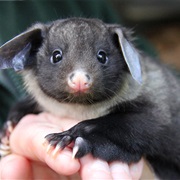 Yellow-Bellied Glider