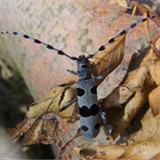Kozjanski Regional Park, Slovenia