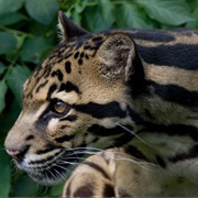 Sunda Clouded Leopard