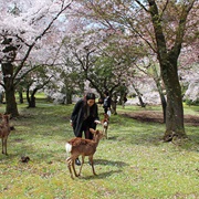 Visit Nara, Japan