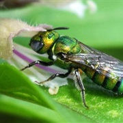 Sweat Bees