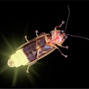 Firefly