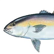 Amberjack