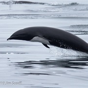 Northern Right Whale Dolphin