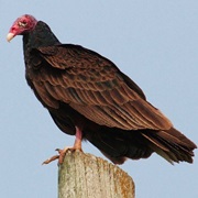 Vulture