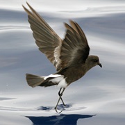 Storm-Petrel