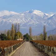 Winery Tours Mendoza