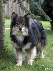 Finnish Lapphund