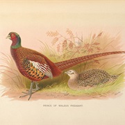 Prince of Wales Pheasant