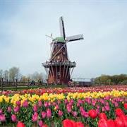 Holland Tulip Festival