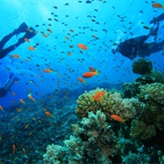 Critter Corner, St. Vincent & Grenadines
