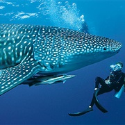 Swim With Whale Sharks