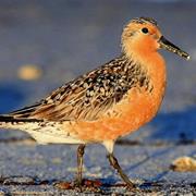Red Knot