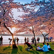Go to a Cherry Blossom Festival