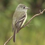 Hammond's Flycatcher