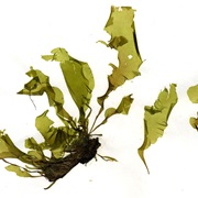 Ulva Linza