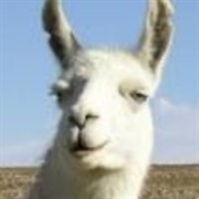 The Llama Song