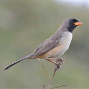 Black-Throated Saltator (Saltatricula Atricollis)