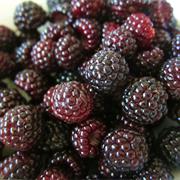 Black Raspberries