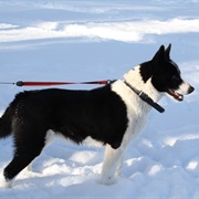 Karelian Bear Dog