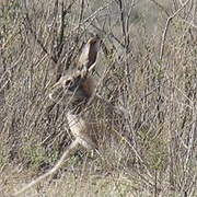 Tolai Hare