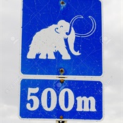 Mastodon 500 M