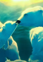 The Polar Bears (2012)